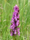 Dactylorhiza incarnata subsp. cruenta